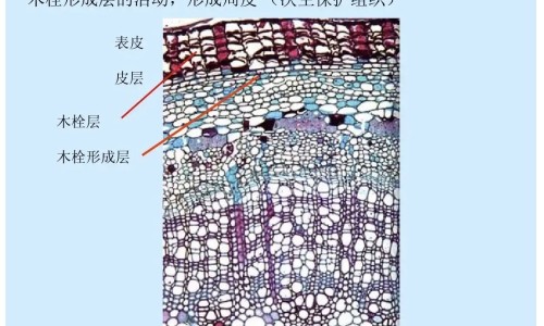 野薄荷的作用和功效网 - 为你提供薄荷叶作用与功效、薄荷叶子的作用